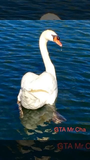 Swan photos/ LP Park Story смотреть онлайн