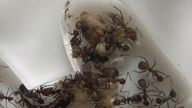 First Super Major Callow смотреть онлайн