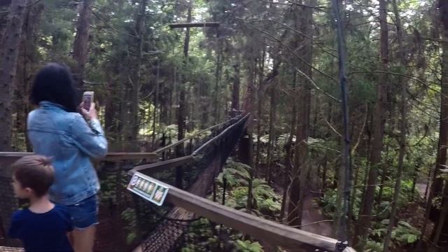 Whakarewarewa forest - лес новозеландских секвой смотреть онлайн