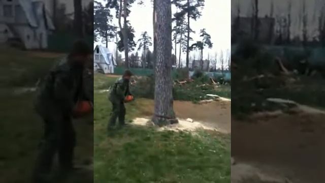 Уничтожение реликтовых сосен в г Ярцево High смотреть онлайн