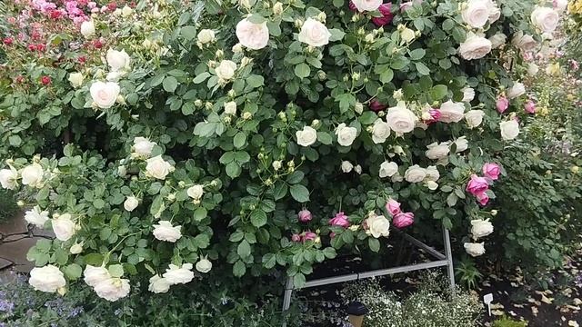 Центральная часть сада после ливня и ветра. смотреть онлайн
