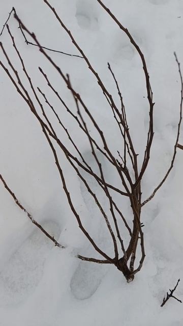 🌳ОБРЕЗКА ГРУШИ ВЕСНОЙ смотреть онлайн