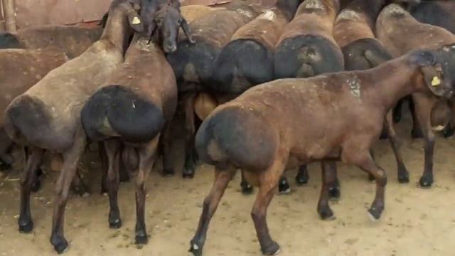 1,5 годавалый Гиссарский кочкары К/Х Нурзода смотреть онлайн