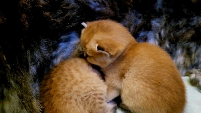 Крошечный Котенок так и не дождался Маму Кошку