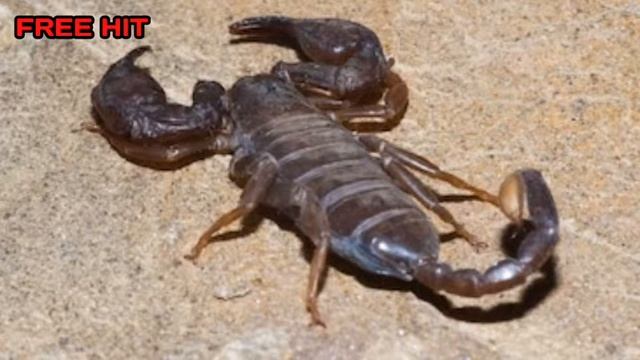 Pakistani prank call for scorpion смотреть онлайн
