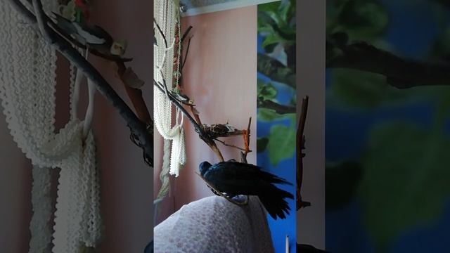 Дуняша снимает простынь защитную, долбит диван. смотреть онлайн