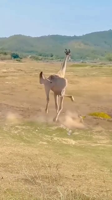 𝗰𝗮𝗺𝗲𝗹 𝘃𝘀 𝗹𝗶𝗼𝗻 𝗺𝘆 𝗳𝗿𝗶𝗲𝗻𝗱 #animals #kangaroo #lion #wildlife