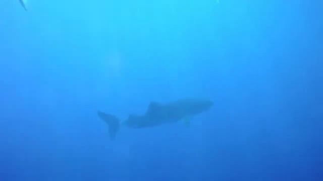 Whale Shark and Tuna in Hurghada Nov 2017 смотреть онлайн