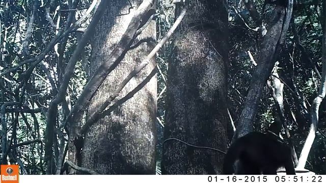 Sapajus nigritus prego смотреть онлайн