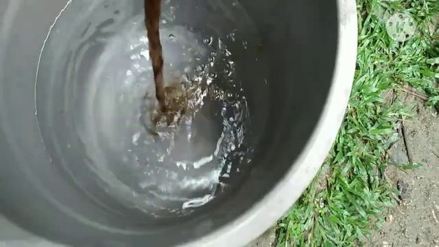 Used Tea Best Fertilizer For Caladiums And Other Acid-Loving Indoor Plants I How To Reuse Tea Bags смотреть онлайн