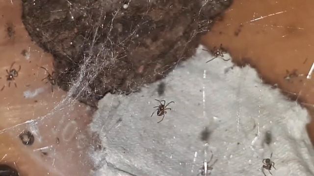 паучата :3 смотреть онлайн