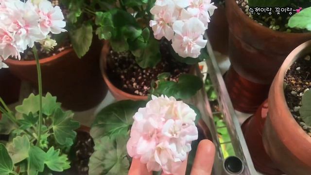 💕제라늄꽃밭💕금둥이 *라라 앙드레~💕귀둥이 *데니스~💕예쁜이 *홍공주~💕효둥이 *인디안듄~💕제라늄 꽃밭에 놀러 오세요~🌸💕 смотреть онлайн