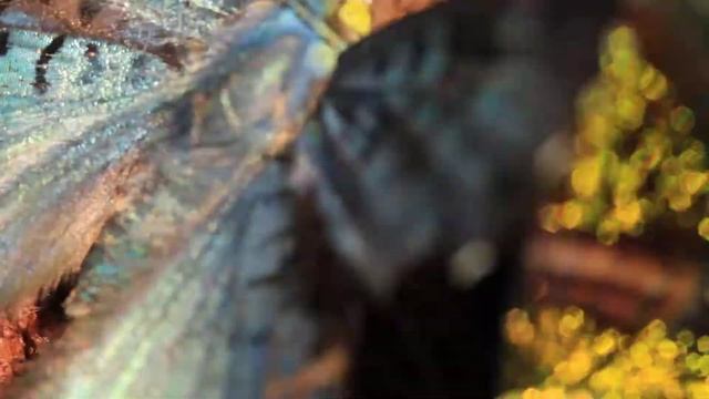 butterfly mariposa papillon farfalla schmetterling tximeleta vlinder papallona borboleta смотреть онлайн