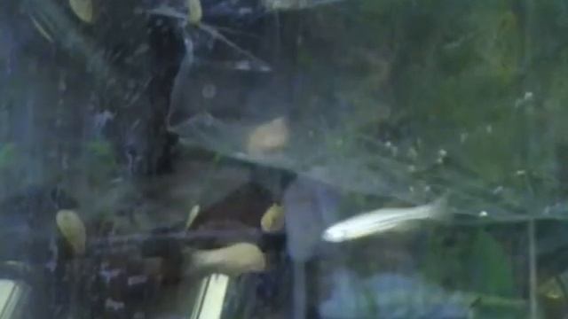 Golden Zebra Danios - arrival смотреть онлайн