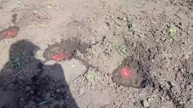 Капуста агресор висаджую в грунт 11 травня смотреть онлайн