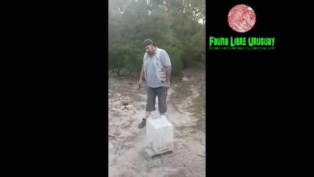 BÚHO TAMBORCITO - LIBERACIÓN + INFO (Megascops Choliba)