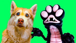 ТАБА ЛАПКА ЕХЕ ВЕРНУЛАСЬ!! МЛАДШИЙ ЧЕЛОВЕК ЗАРАЖЁН! Хаски Бублик Говорящая собака