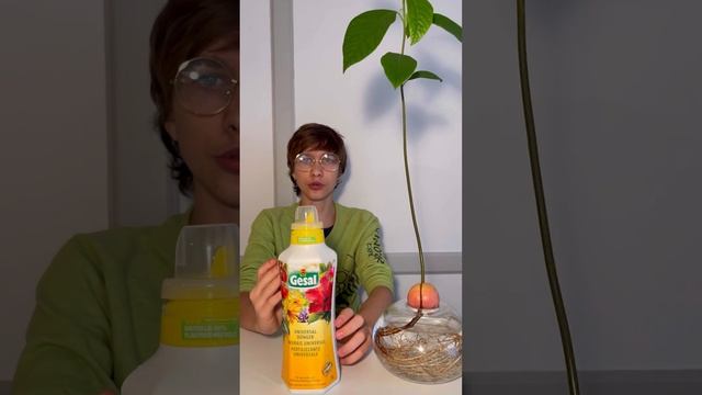 АВОКАДО 🥑ОЧЕНЬ БЫСТРО ПОШЕЛ В РОСТ