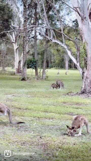 Exploring Wildlife In Australia, Kangoroos & Koalas ❤️