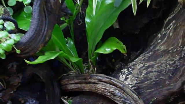 pareyn's paludarium month 9 смотреть онлайн