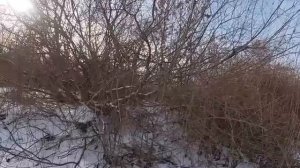 Охота на кабана с гончими