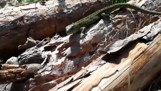 Прыткая ящерица смотреть онлайн