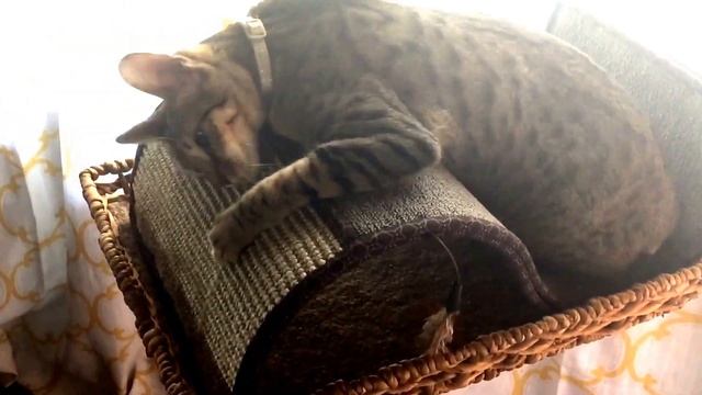 A1Savannahs F4 Cleo is having playtime. смотреть онлайн