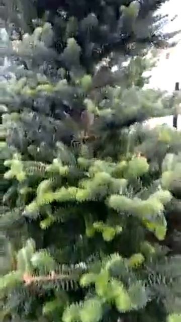 хвойный сад в вешках смотреть онлайн