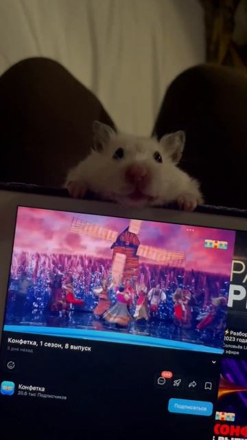Любознательный и вредный хомяк Люска смотреть онлайн