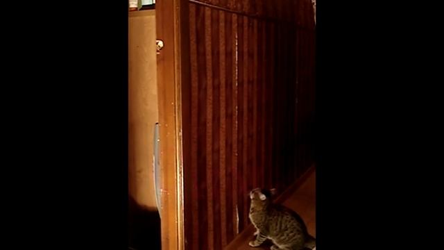 ♥Сима и Тиша♥ смотреть онлайн
