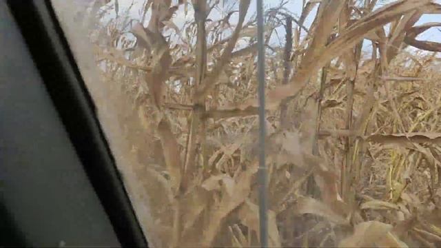 30.10.22.заросли кукурузы смотреть онлайн