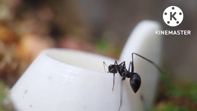 gigantiops destructor ! LA fourmis! смотреть онлайн