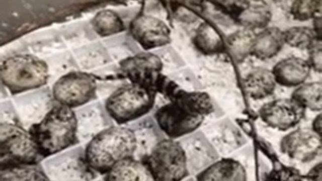 Chameleon Hatching смотреть онлайн