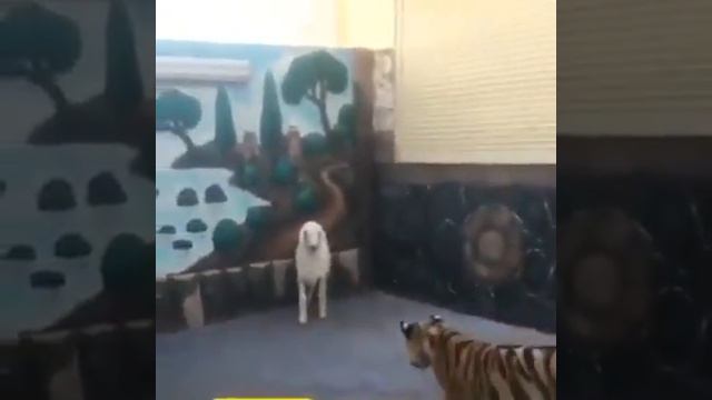 SHEEP AND TIGER FIGHT смотреть онлайн