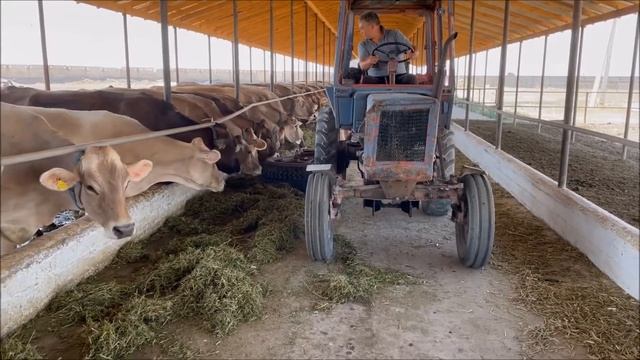 Правка кормов в Какпатасе смотреть онлайн