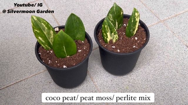 Variegated ZZ Plant Easy Leaf Propagation | Zamioculas Zamiifolia | Zanzibar Gem смотреть онлайн