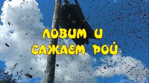 КАК ПОЙМАТЬ РОЙ  ПЧЁЛ, И ЧТО С НИМ ДЕЛАТЬ