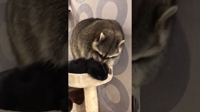 Raccoon Wants Attention From Cat || ViralHog