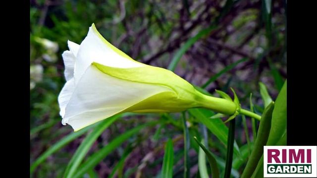 भगवान शिव की पूजा में भूल कर भी ना करें यह गलती।। शंकर जी को गलती से भी नहीं चढ़ाते हैं .... смотреть онлайн