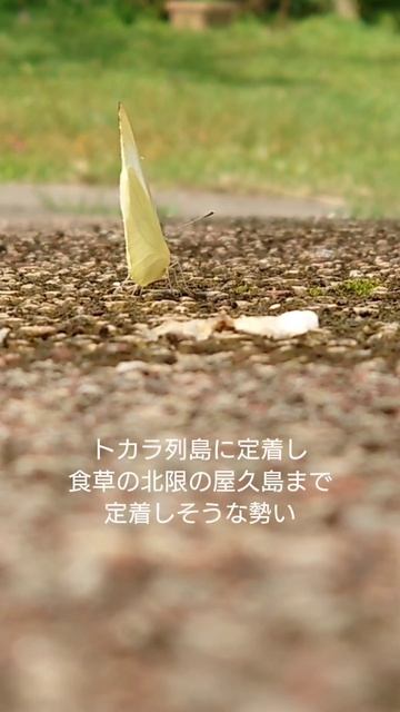 水辺で舞う смотреть онлайн