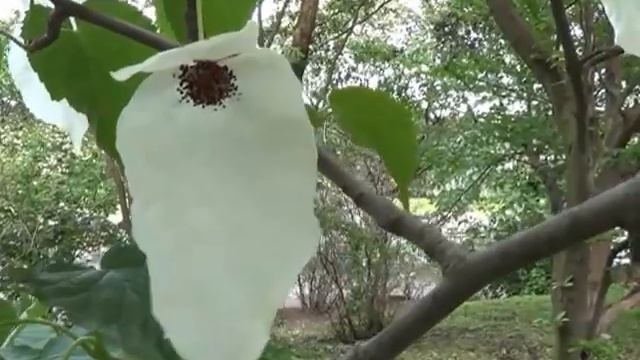 Davidia Involucrata - Dawidia Chińska