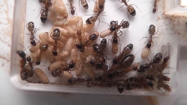 Albosparsus Eggs смотреть онлайн