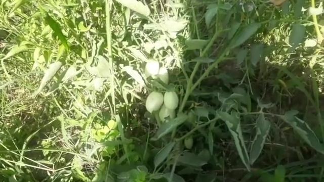 Green Tomato