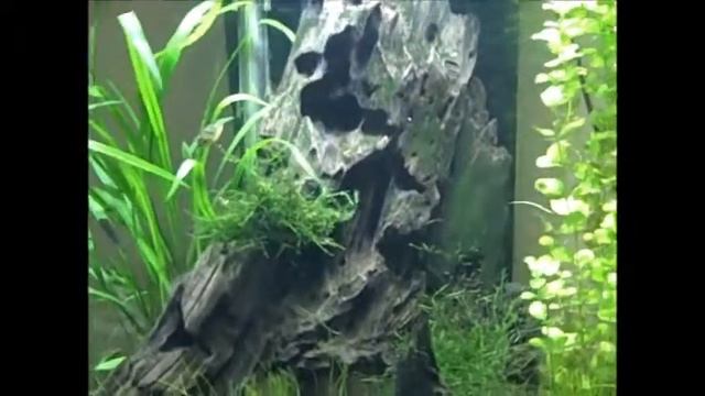 Spiralis Boom смотреть онлайн