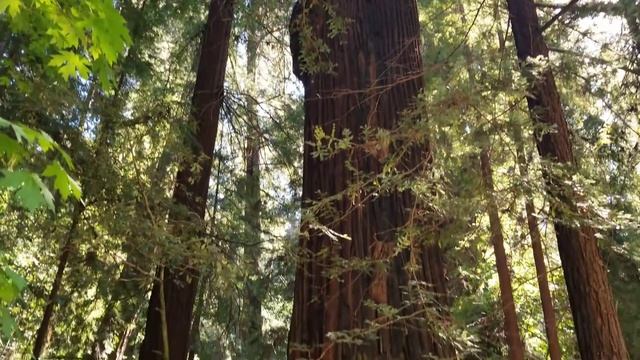 Walking around a Sequoia Redwood Tree смотреть онлайн