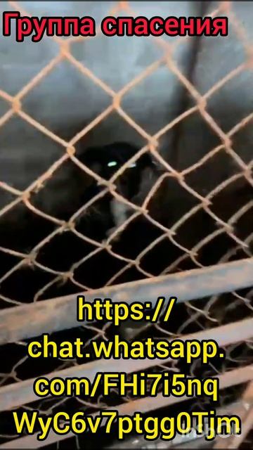 Помогите спасти от смерти собачек из страшного места смотреть онлайн