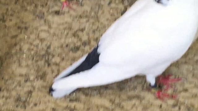 #Pigeon.Азы в голубеводстве.