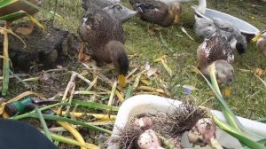Мыть или не мыть чеснок? Дружная семейка в помощь мне😜🦆.