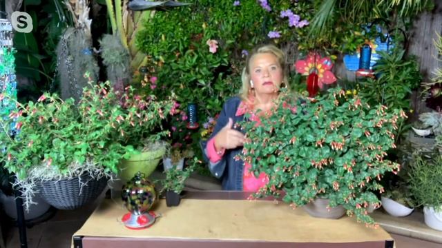 Ultimate Innovations Hummingbirds Lunch 3-Piece Live Plants on QVC смотреть онлайн