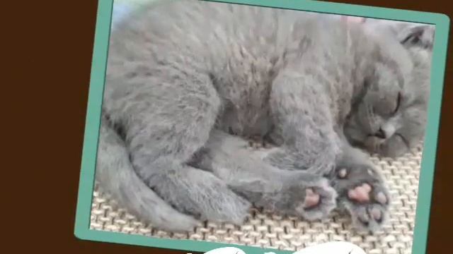 Мой маленький Одуванчик смотреть онлайн